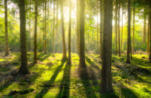 Ohio Land Loans, Lot loans, Hunting Land in Ohio